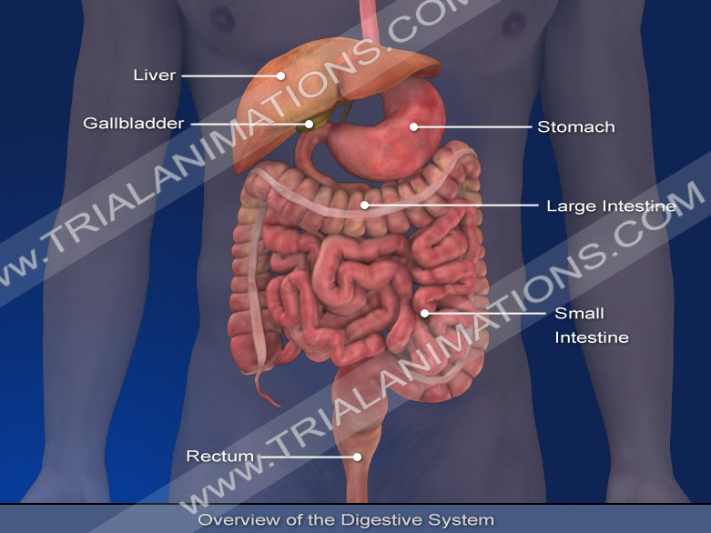 Medical Illustration Sample